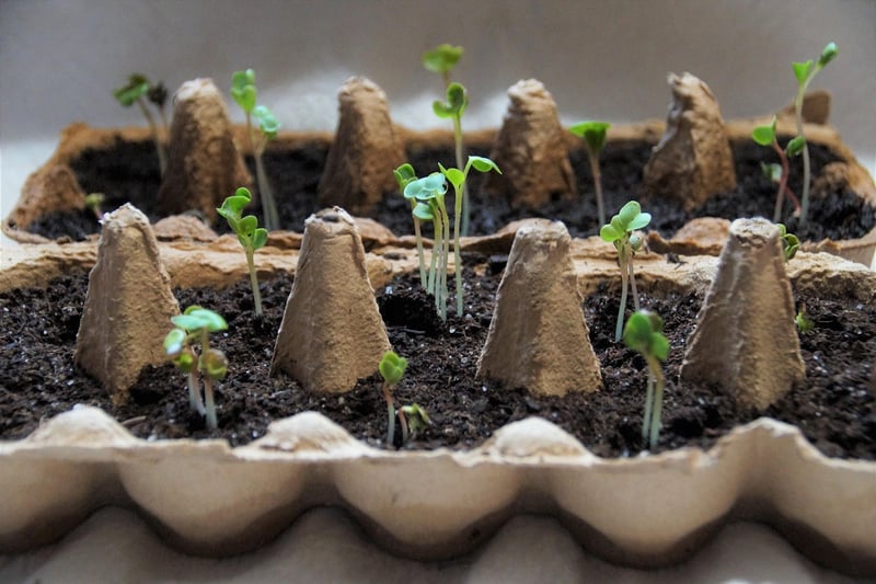 Vertical Planting Ideas
