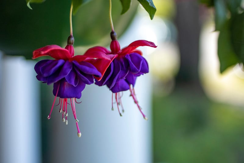 Hanging Basket Garden